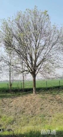 40公分榆树