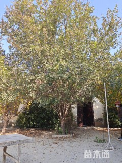 22公分西府海棠