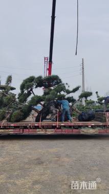 25.1公分造型黑松