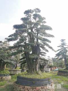 移栽苗造型罗汉松