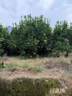 20公分丛生香泡