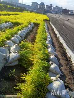 高度45厘米金冠女贞