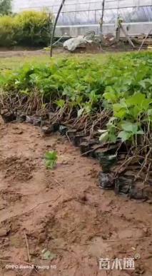 50厘米三叶地锦