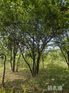 50公分(5杆)丛生黄连木