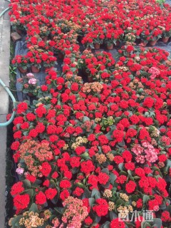 高度20厘米长寿花