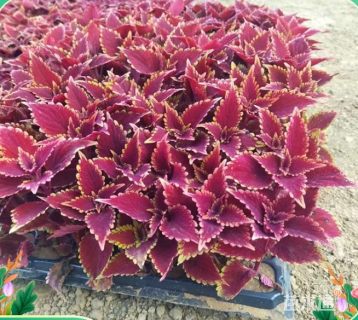 高度30厘米火焰南天竹