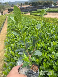 高度30厘米大叶栀子