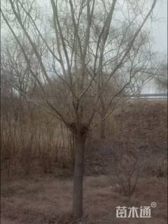 18公分金丝垂柳