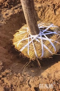 12公分高杆樱花