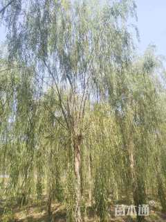 18公分西湖垂柳