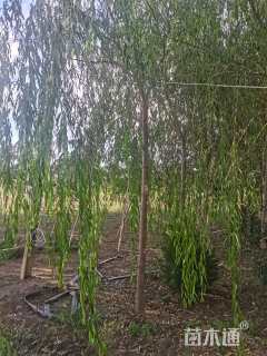 8公分垂柳