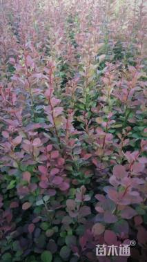 高度40厘米豪猪刺