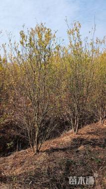 高度200厘米丛生花石榴