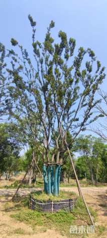 90公分(5杆)丛生朴树