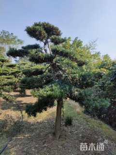移栽苗造型罗汉松