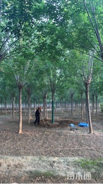 15公分速生白蜡