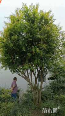 高度500厘米丛生花石榴