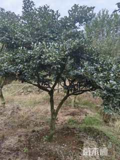 高度200厘米茶梅