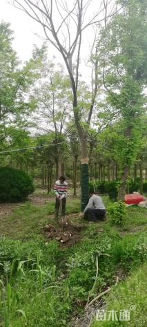 18公分黄山栾树