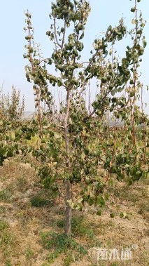 12公分梨树