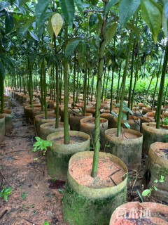 100公分大腹木棉