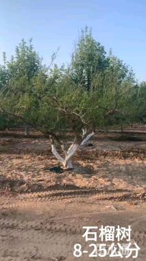 高度360厘米果石榴