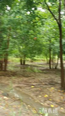 30公分丛生乌桕