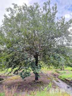 15公分朴树