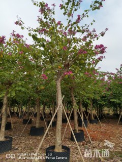 14公分红花羊蹄甲