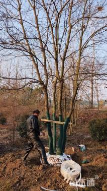 40公分(4杆)丛生乌桕