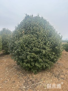 20公分丛生女贞