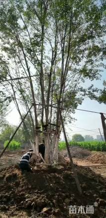 高度500厘米丛生五角枫