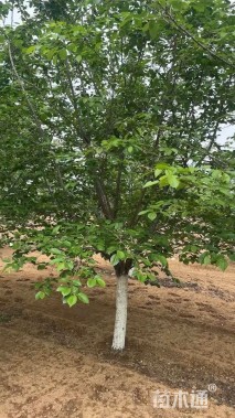 15公分染井吉野樱