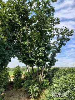 高度700厘米丛生蒙古栎