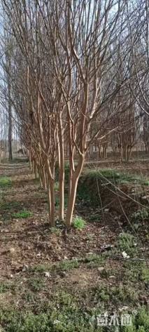 高度750厘米丛生紫薇