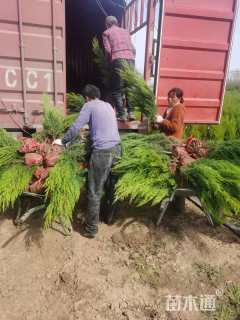 高度100厘米蜀桧