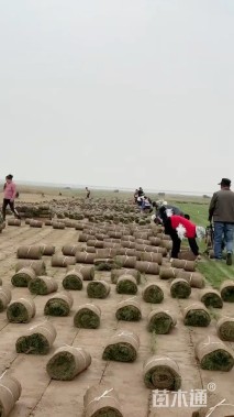 草毯状马尼拉草