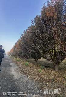 20公分绚丽海棠