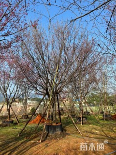 13公分福建山樱花