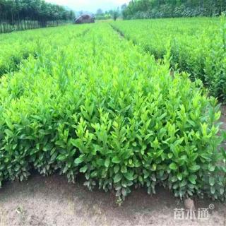 高度40厘米水蜡