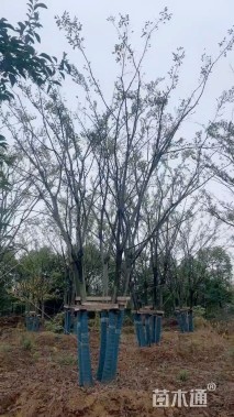60公分(5杆)丛生朴树