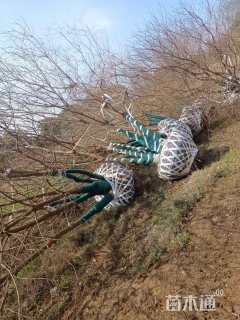 20公分(4杆)丛生乌桕