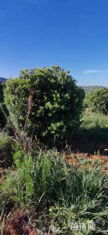 18公分(4杆)丛生杨梅