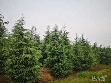 高度450厘米雪松