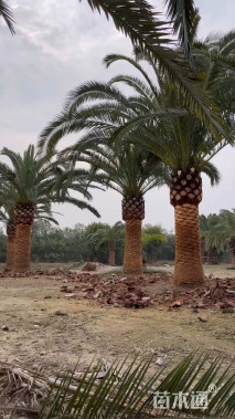 裸干高30厘米加拿利海枣