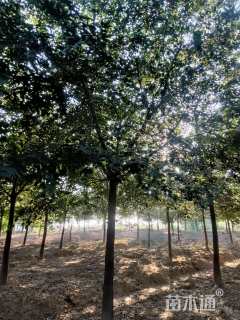 35公分(4杆)丛生朴树