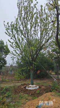 25公分朴树