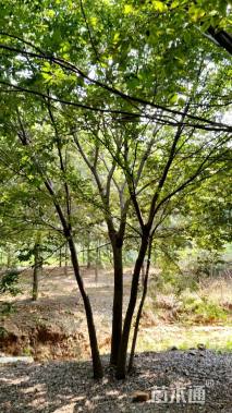 45公分(4杆)丛生榉树