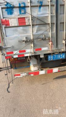 高度8厘米美丽月见草