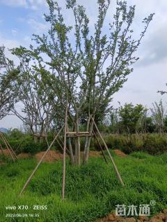 60公分丛生朴树